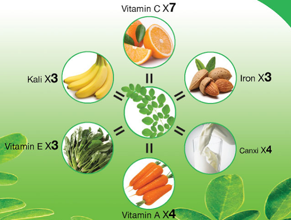 15 tác dụng của cây chùm ngây ít ai biết